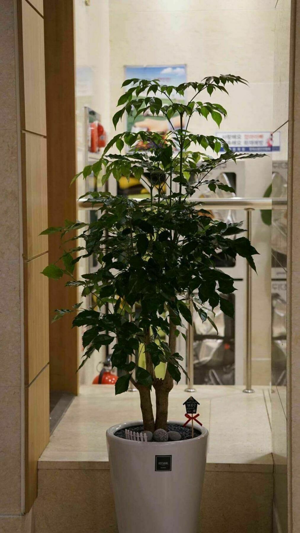 アンバー シティ ホテル 済州市 エクステリア 写真